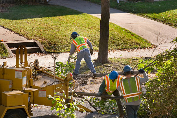 Best Hazardous Tree Removal  in Denver, IA